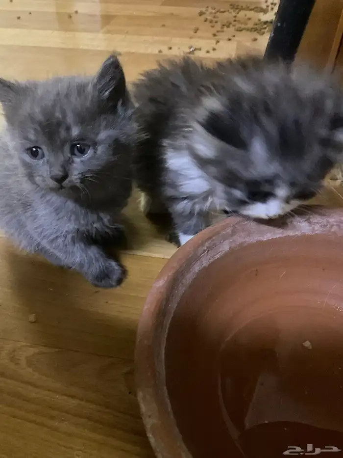 قطط صغيرة شيرازي للتبني و تحتاج علاج 18