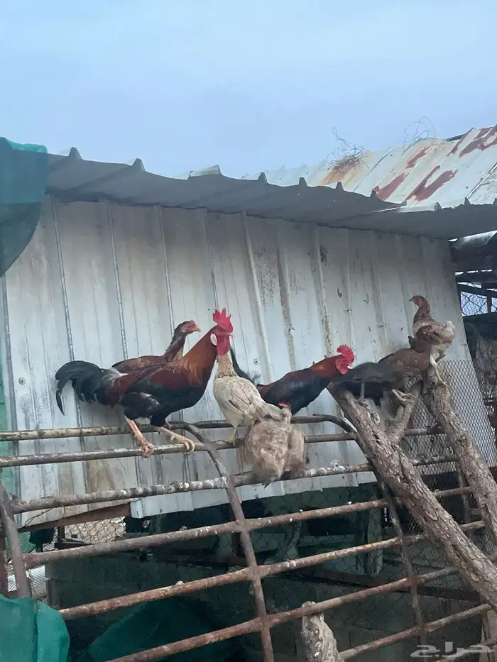 للبيع مراح دجاج كلها ب الف ريال بس 2