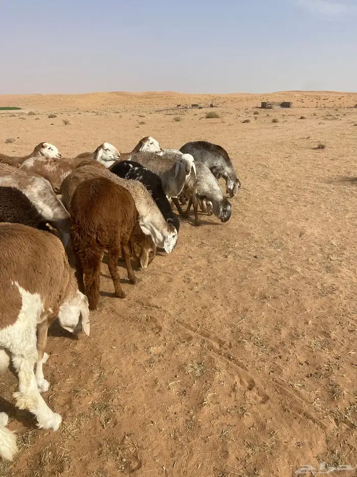 سواكن جذعان طيبه 11