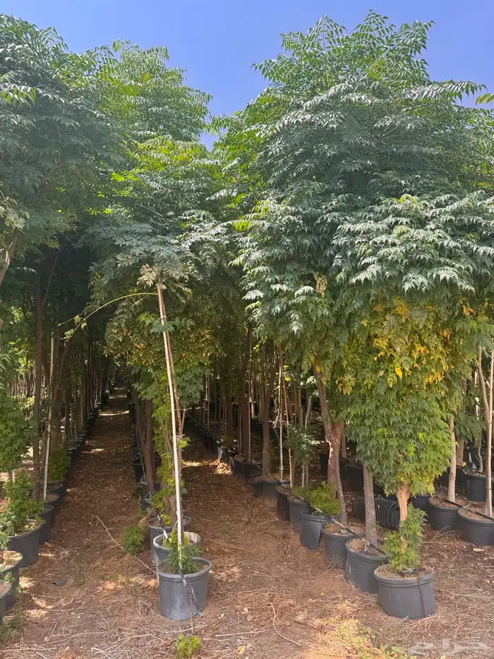 ترمناليا نيم لبخ بونسيانا استركوليا دومبيا حمضيات عطريات 3