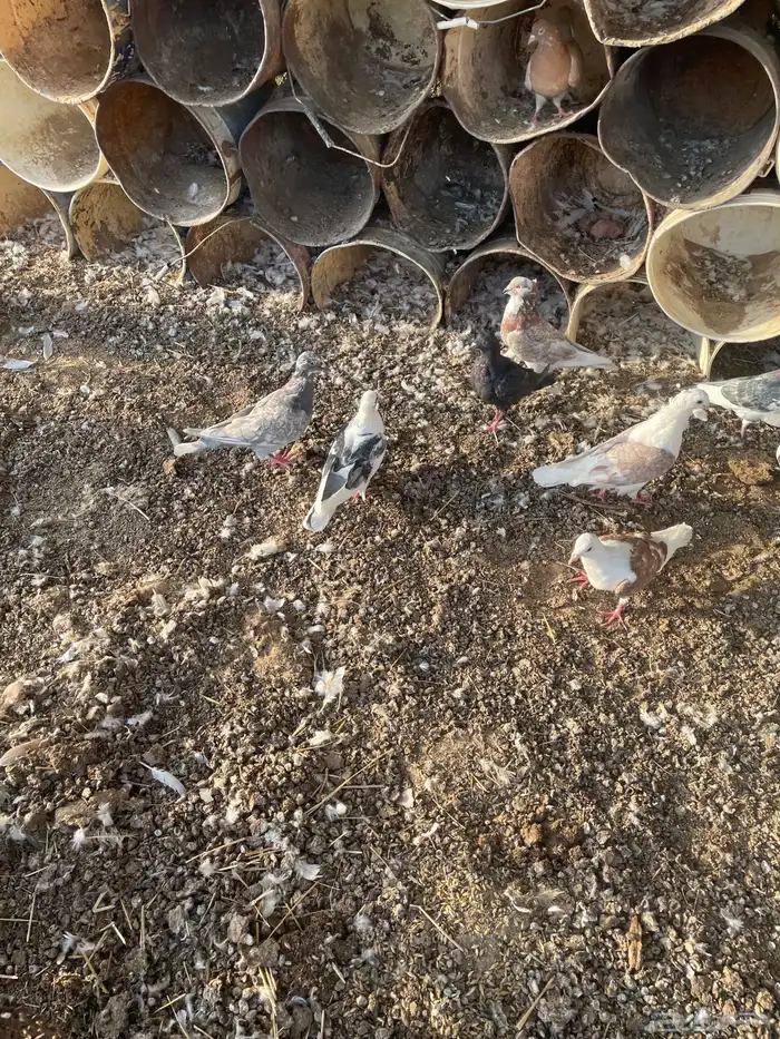 حمام مشكل 3