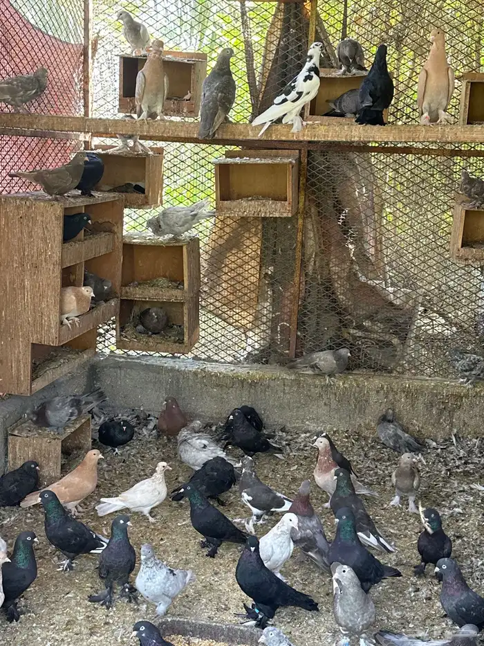 حمام قلابي تركي 0