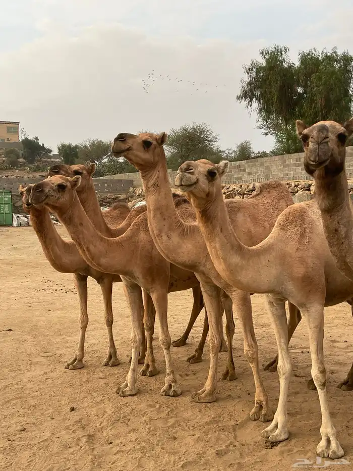 بعير ارك ابل ضرايب ولقاح للبيع 1