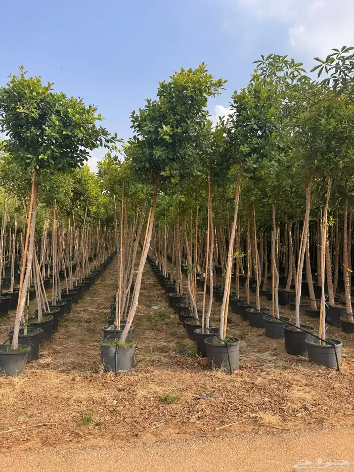 ترمناليا نيم لبخ بونسيانا استركوليا دومبيا حمضيات عطريات 31