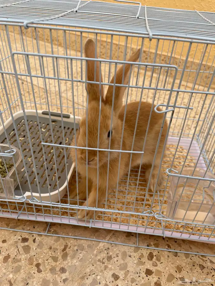 أرنب نذا لاند هولندي القزم 1