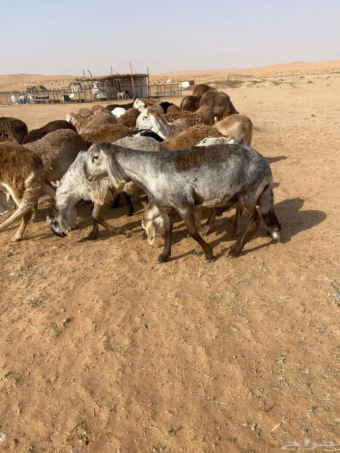 سواكن جذعان طيبه 9
