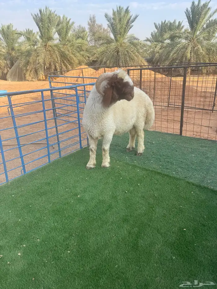 جذع نعيمي 1