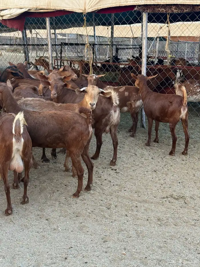 معزاء دهم كفو 5