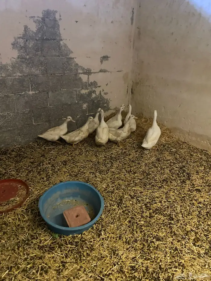 للبيع 7حبات بط بكيني 1