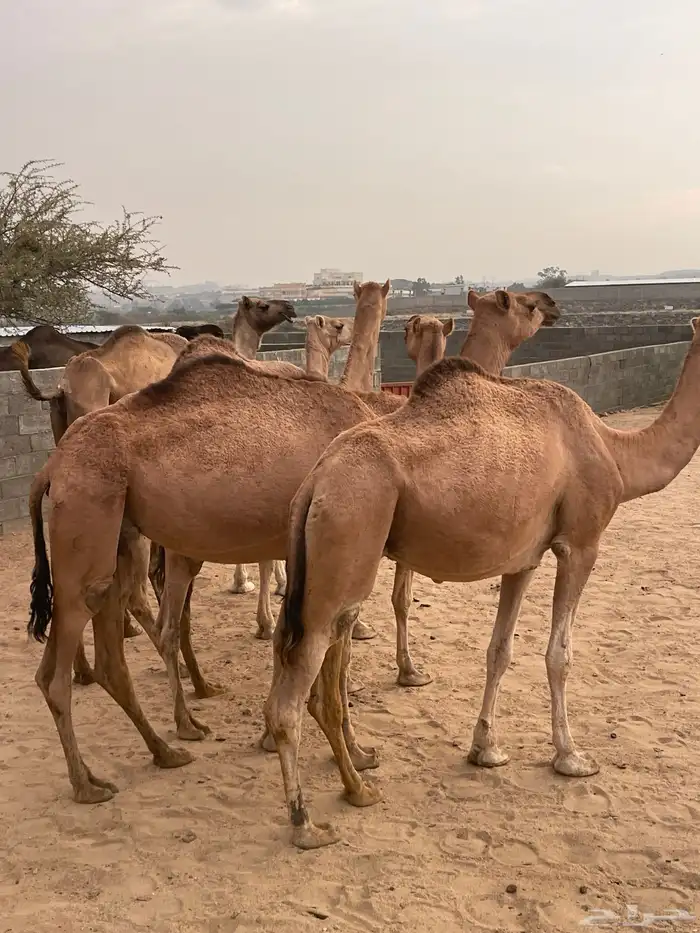 بعير ارك ابل ضرايب ولقاح للبيع 3