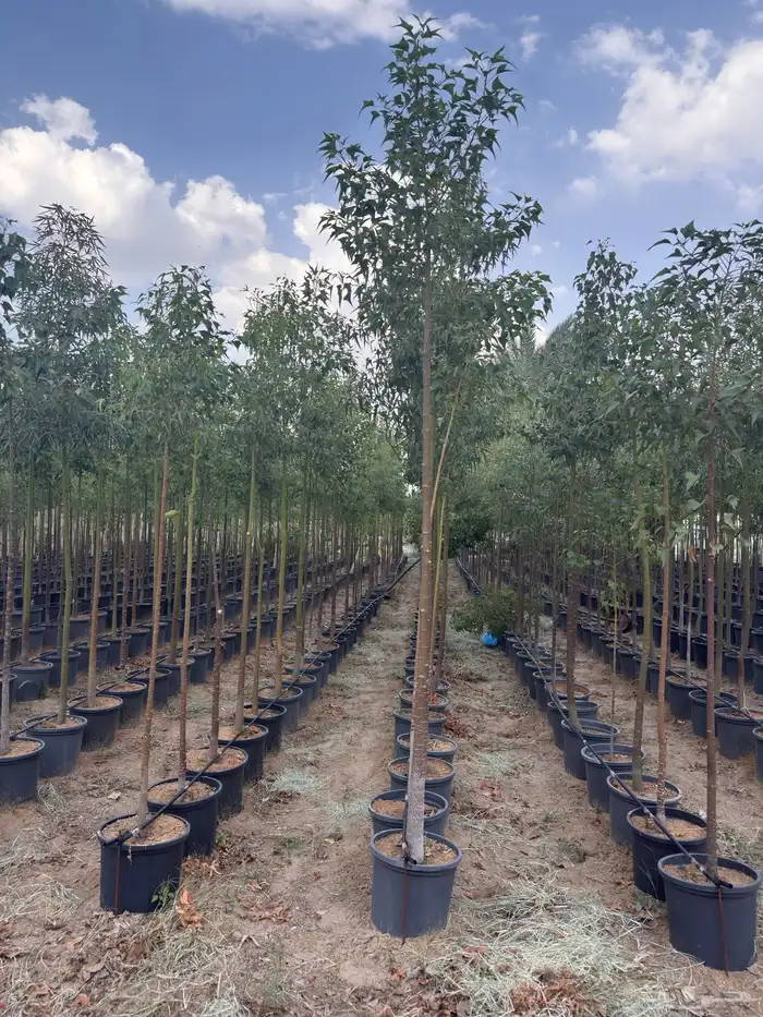 ترمناليا نيم لبخ بونسيانا استركوليا دومبيا حمضيات عطريات 11