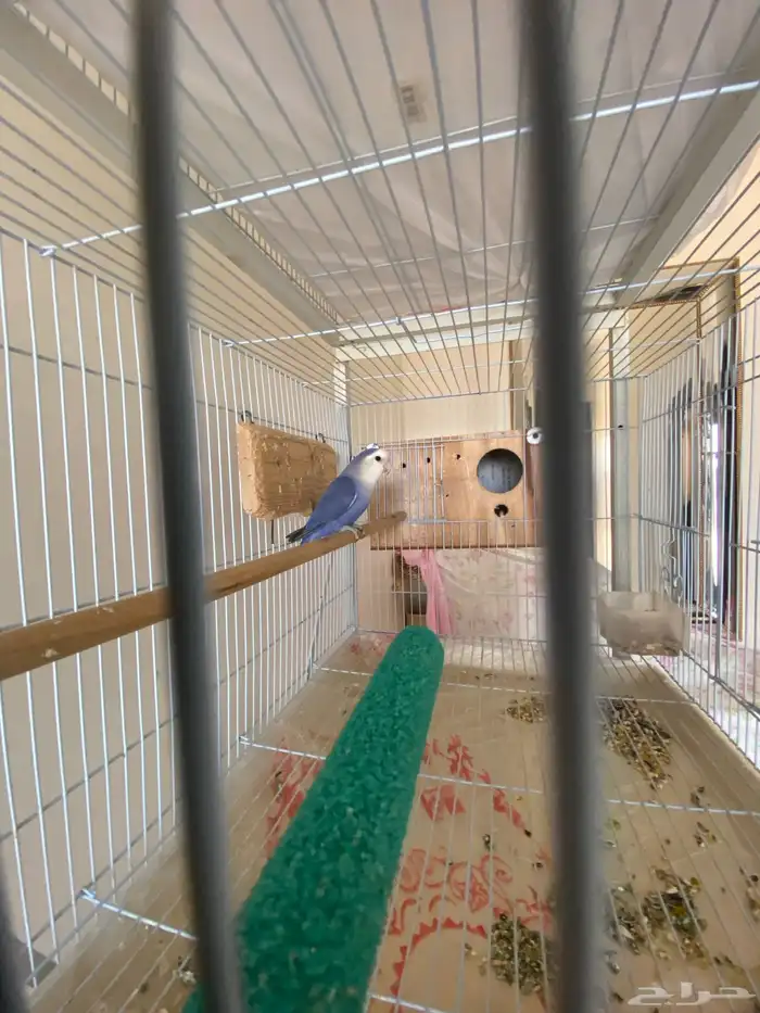 زوج روز جاهز للإنتاج 2