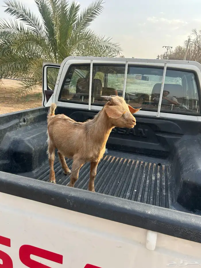 تيس قزمي للبيع 0