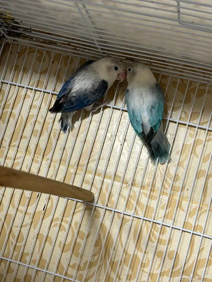 جوز فيشر أيونيج 0