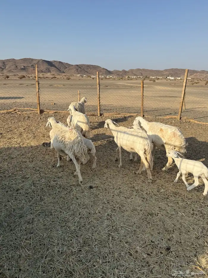 للبيع ضان ولد حبص 4