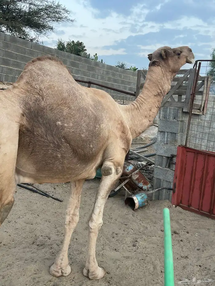 بعير ارك ابل ضرايب ولقاح للبيع 2