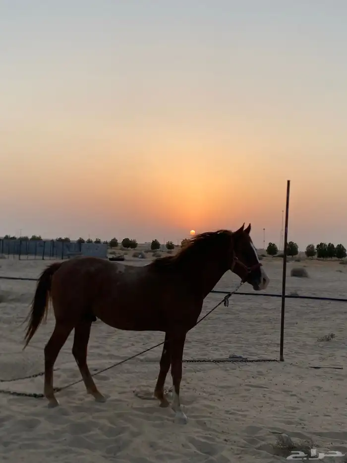 إحصان شعبي العمر 4 سنوات 0