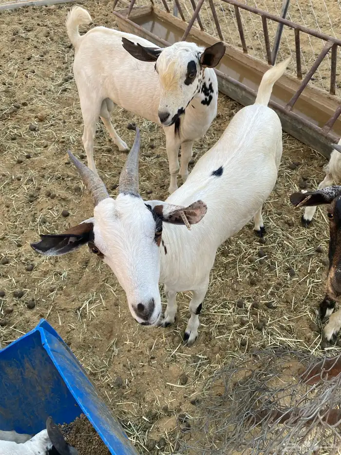 تيوس للبيع 5