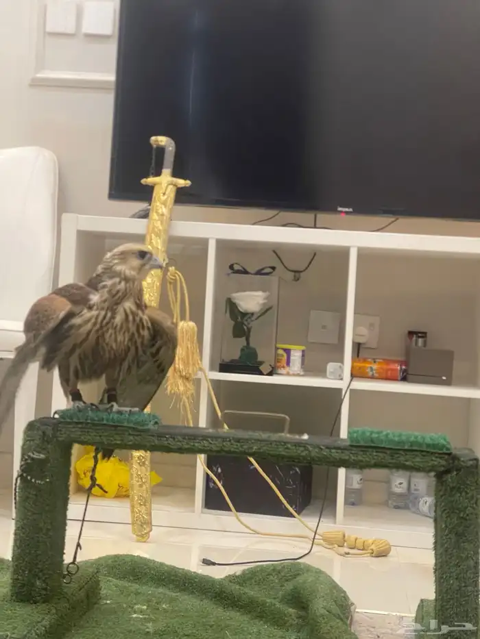 ربط صقور مبيت و دعو 2