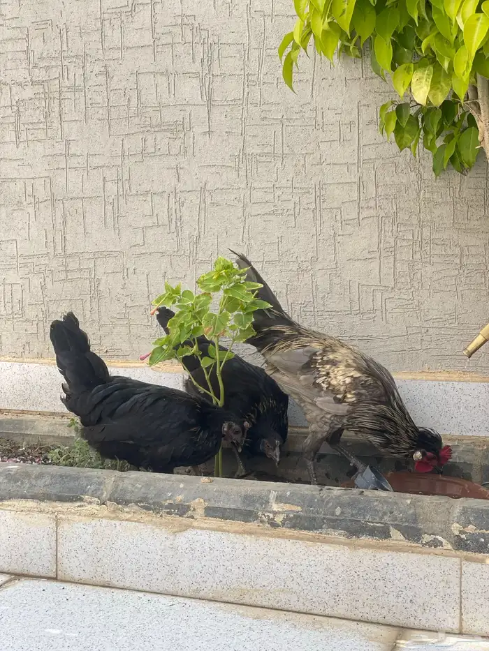 للبيع مراح دجاج كلها ب الف ريال بس 9