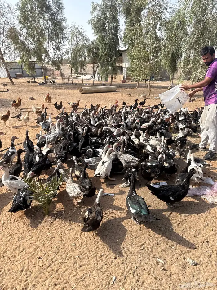 القصيم بريده العريفيه 2