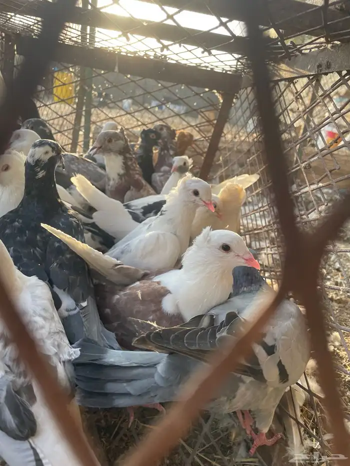 حمام مشكل 6