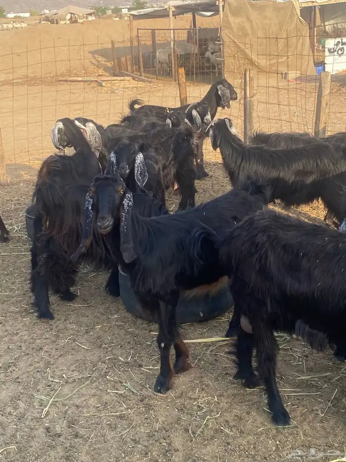 معزا عوارض دفيع تم البيع 10