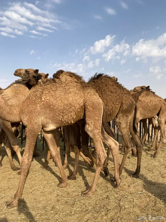 للبيع حشو بريه 0