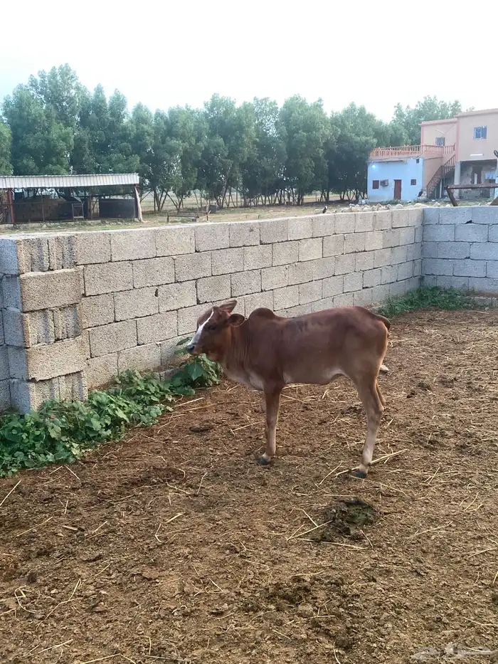 خمس بقر مع اولدها شي بياض وجه 16