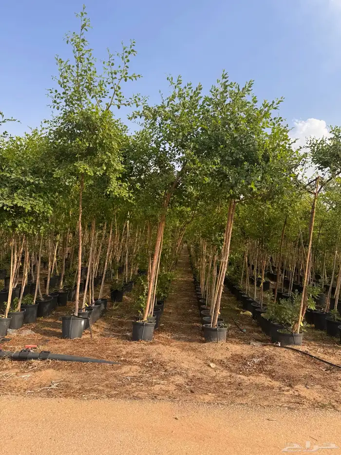 ترمناليا نيم لبخ بونسيانا استركوليا دومبيا حمضيات عطريات 24