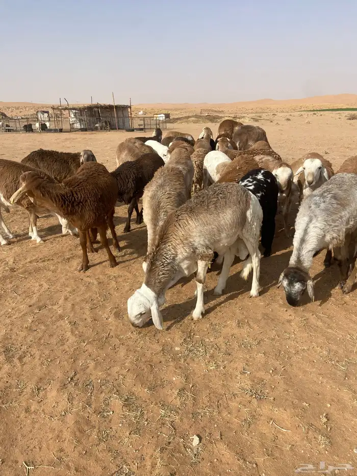 سواكن جذعان طيبه 10