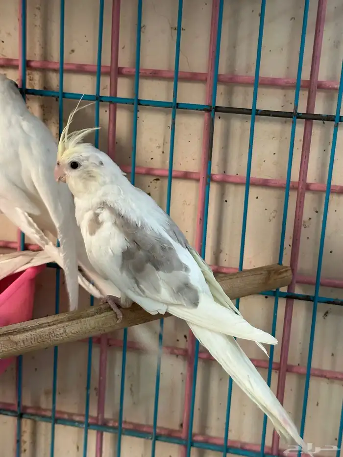ذكور كروان هافي بايد كريمي فيس 4