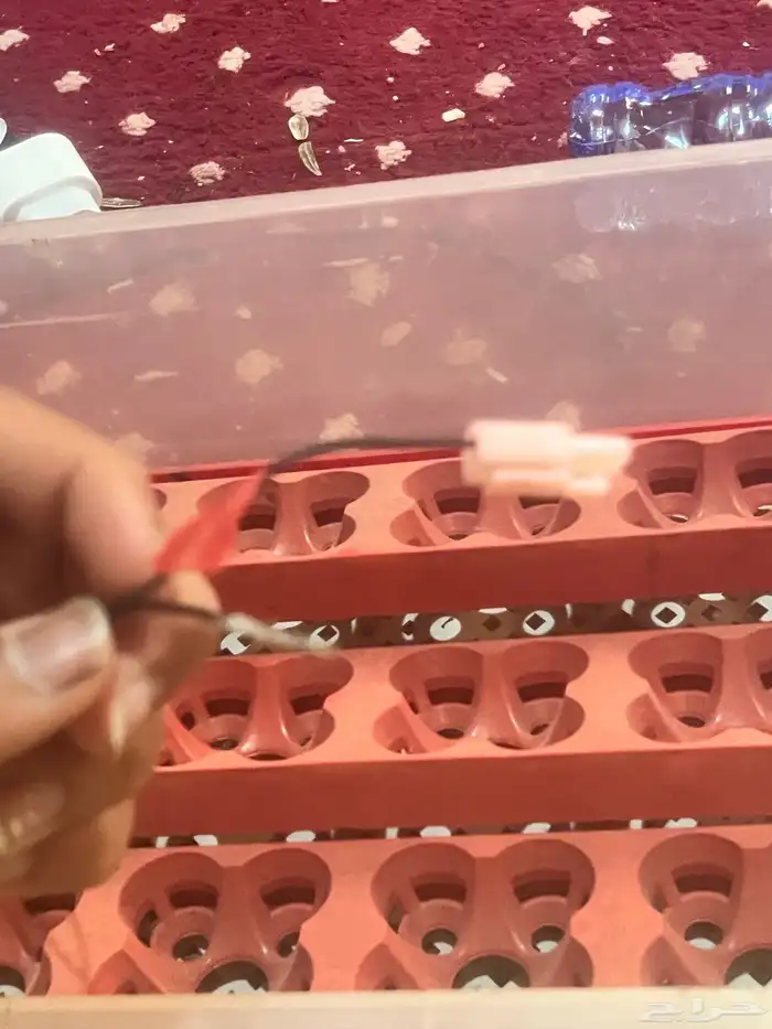 فقاسه 0