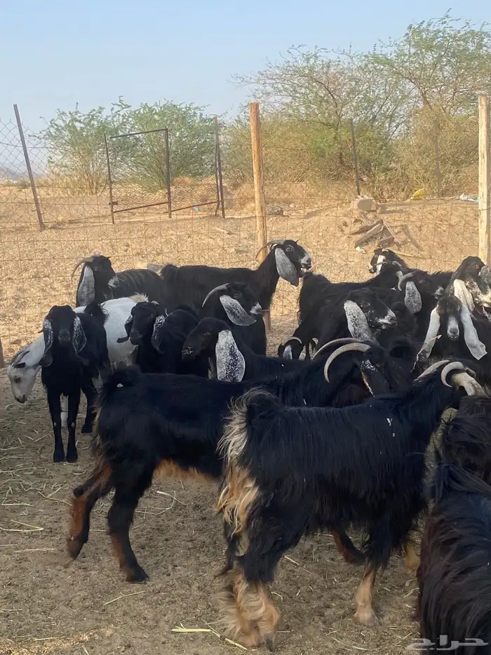 معزا عوارض دفيع تم البيع 12