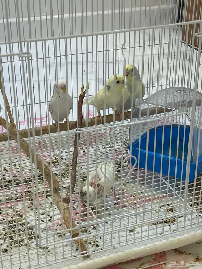 طيور بادجي وروز 0