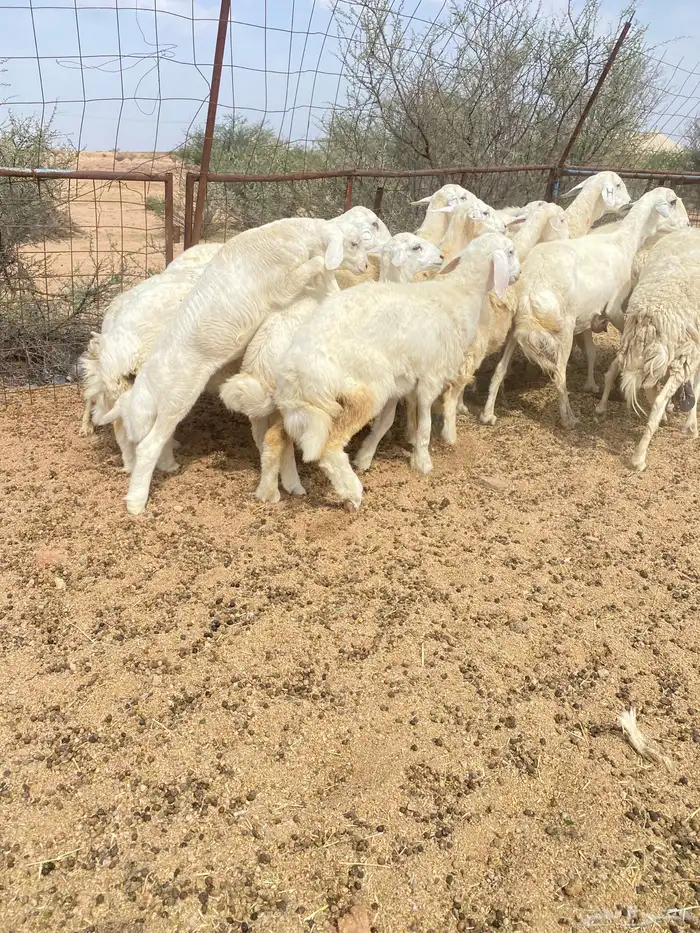 خلفات طيبه 4