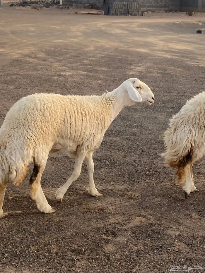 عرض مراح الغاليات 2