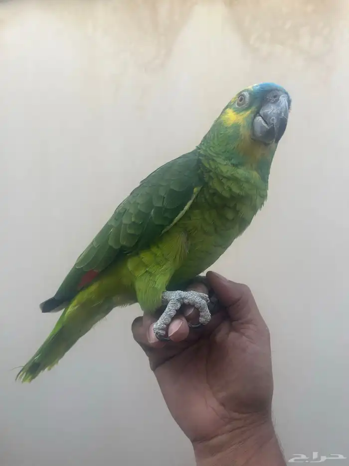 ببغاء 1