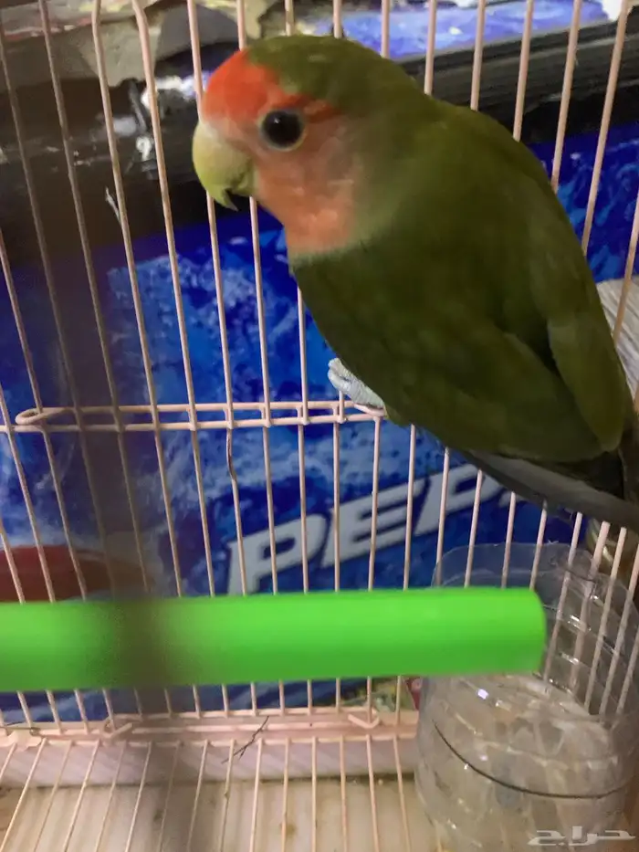 عندي انتا روز جهز 8