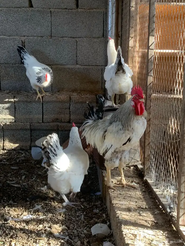دجاج فرنسي كولمبي 2