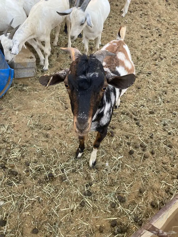 تيوس للبيع 12