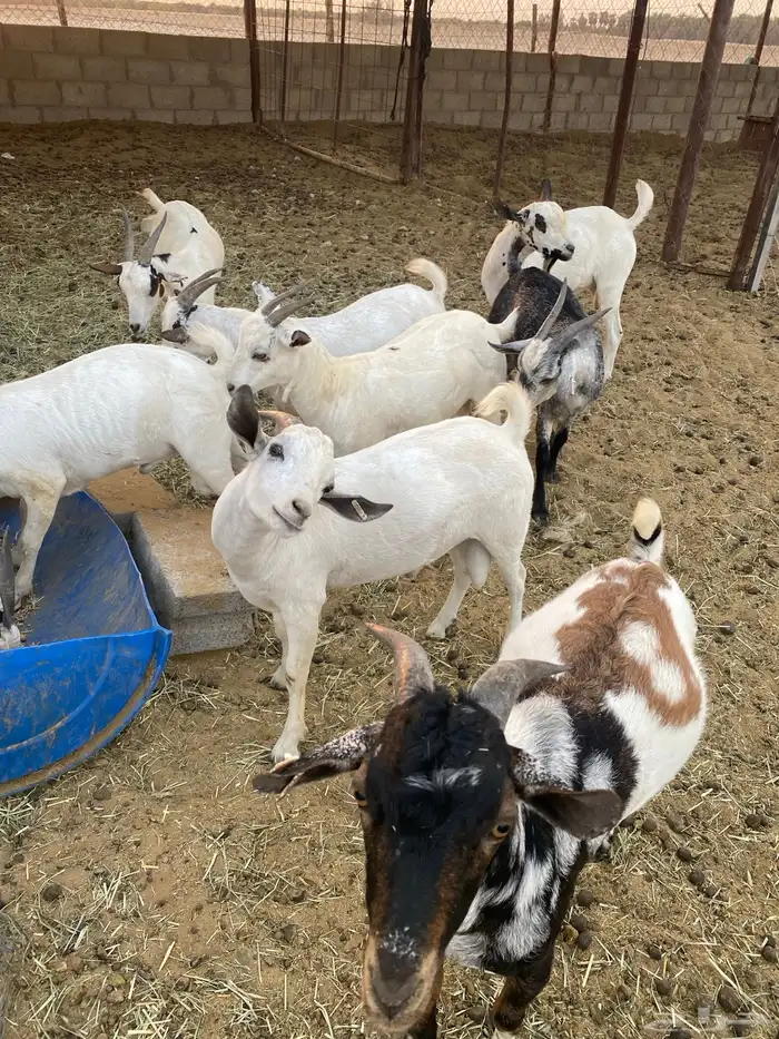 تيوس للبيع 9