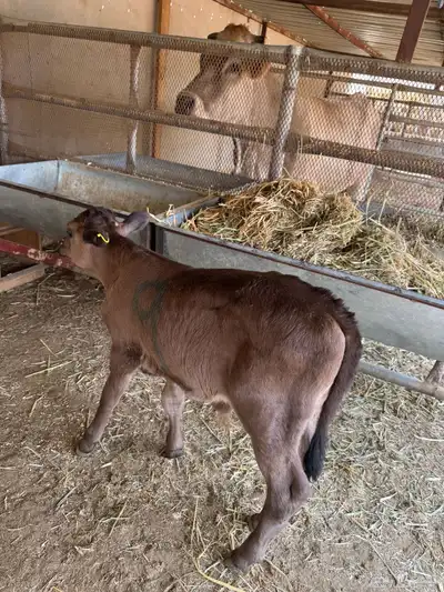 عجل حسيل داغور سويسري 0