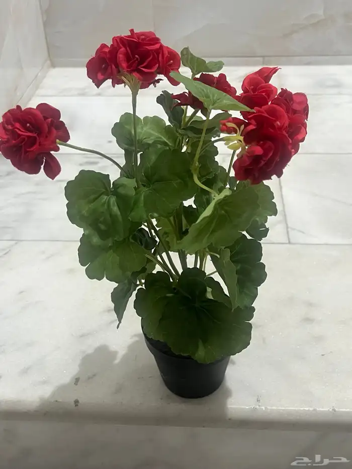 ورد ونبات واشجار ايكيا وهوم سنتر وستاره للبيع 23