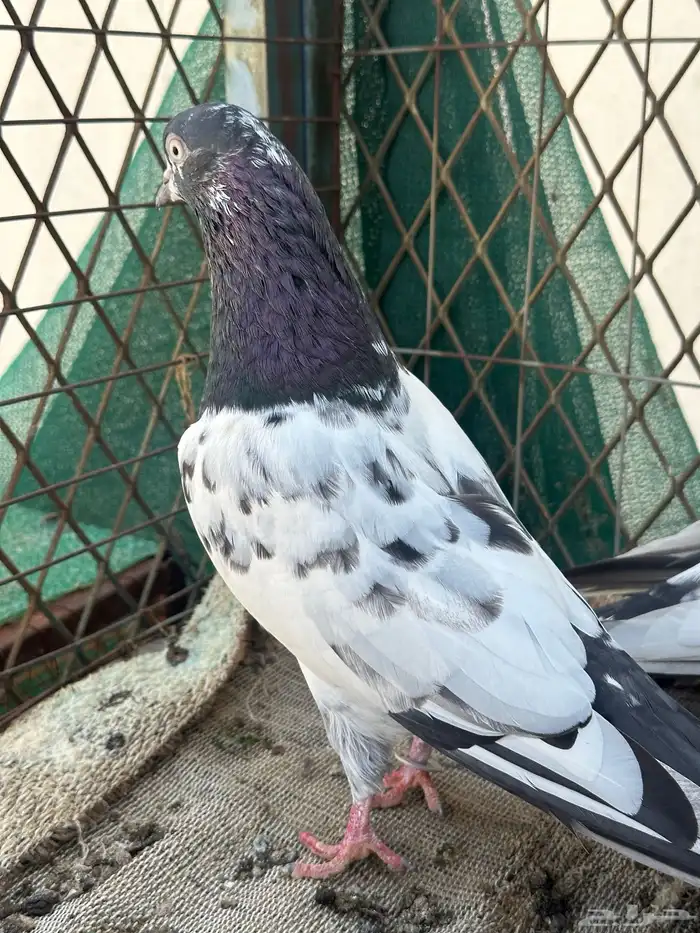 جوز تيدي 1