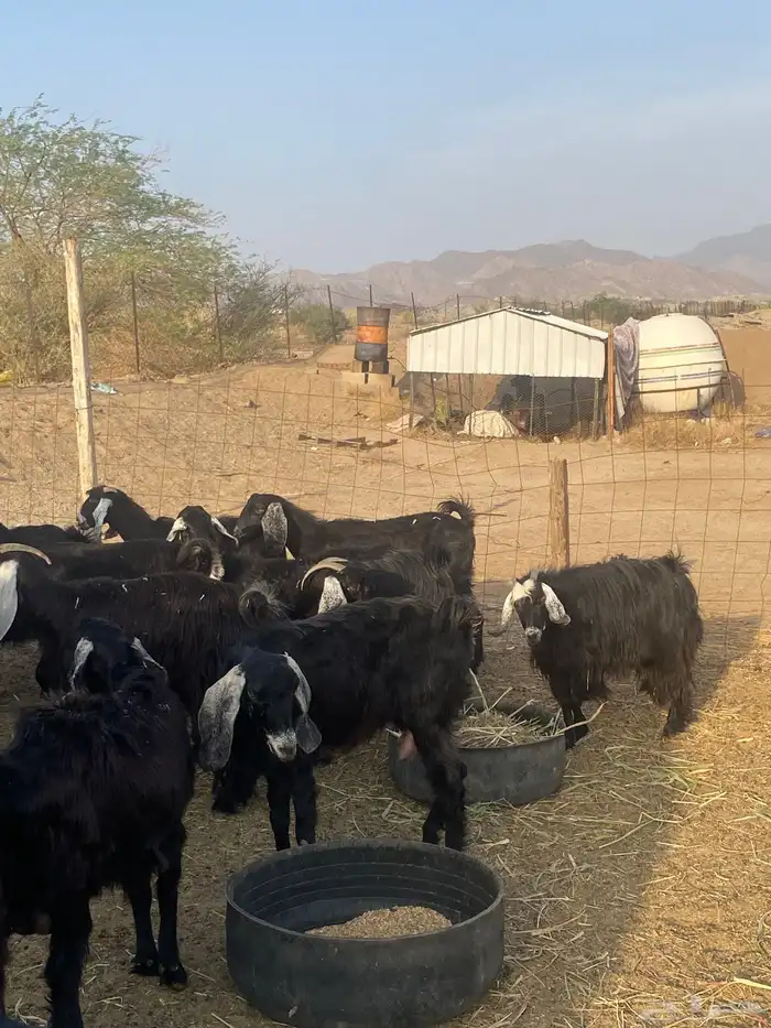 معزا عوارض دفيع تم البيع 13