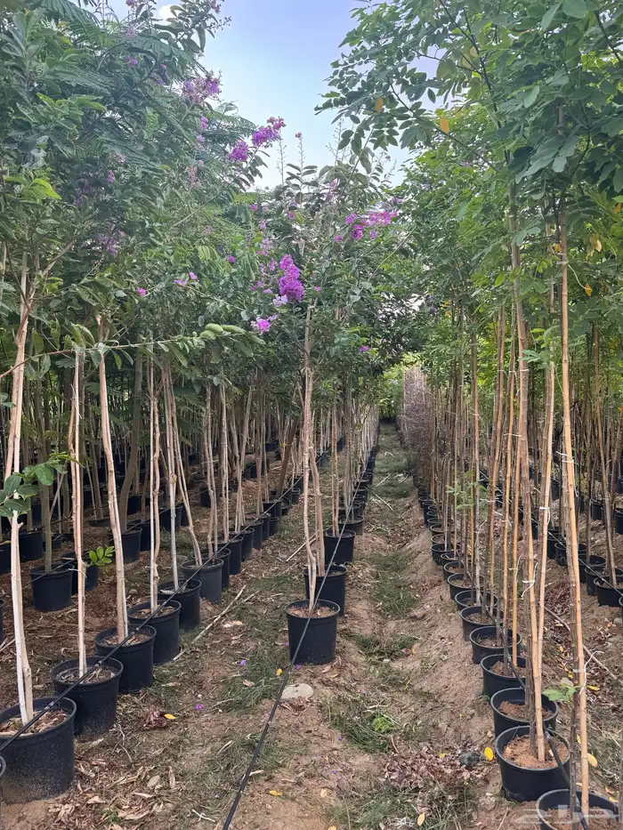 ترمناليا نيم لبخ بونسيانا استركوليا دومبيا حمضيات عطريات 6