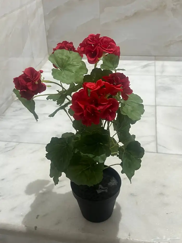 ورد ونبات واشجار ايكيا وهوم سنتر وستاره للبيع 22