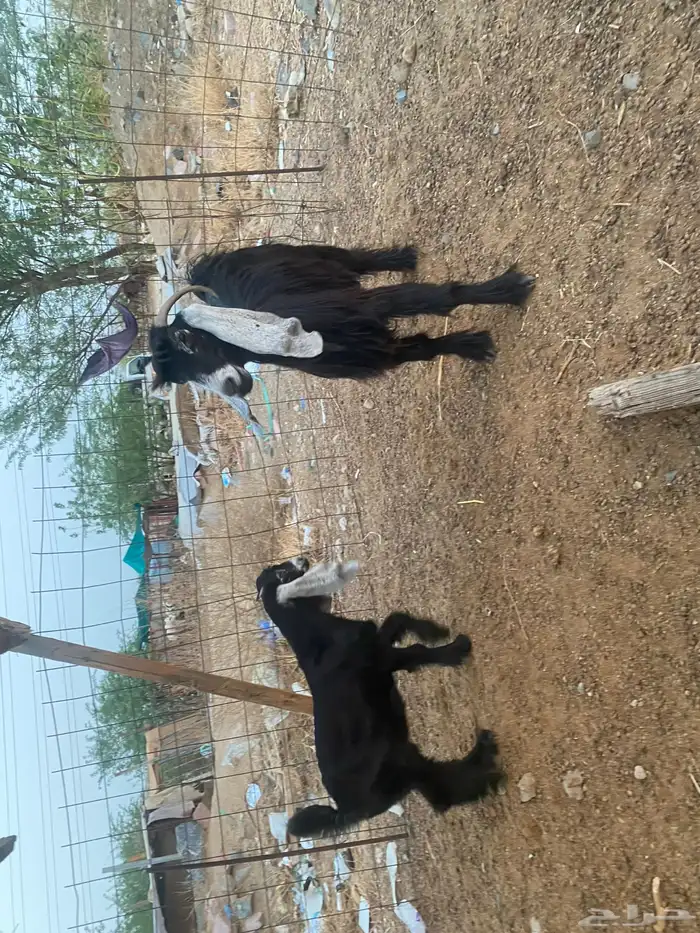 عنز عارضيه تحته تيس 3