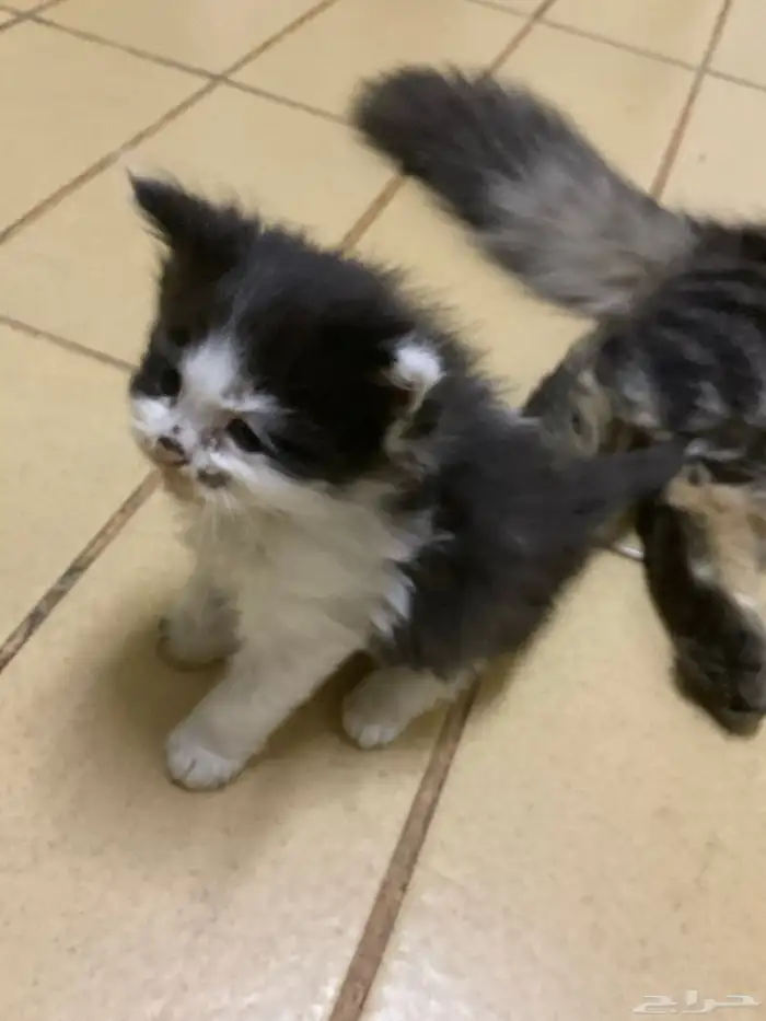 قطط صغيرة شيرازي للتبني و تحتاج علاج 24